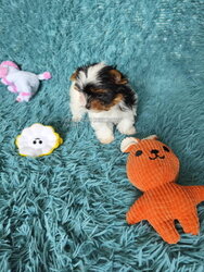 Elite Biewer Terrier puppies