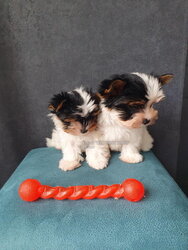 Biewer Terriers are hypoallergenic dogs.