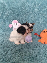 Buy a hypoallergenic Biewer Yorkshire Terrier dog breed for an apartment.