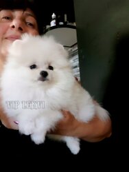 White Teddy Bear Pomeranian Puppy