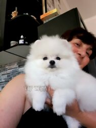 Purebred White Mini Pomeranian Puppy