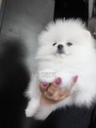 Fluffy White Teddy Bear Pomeranian Puppy