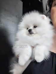 White Toy Pomeranian Puppy