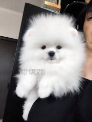 Healthy White Mini Pomeranian Puppy