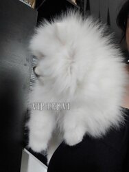 Premium White Pomeranian Puppy for Sale