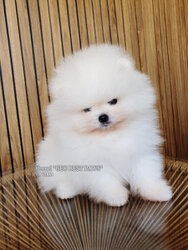 White female Pomeranian puppy with a fluffy coat and adorable appearance