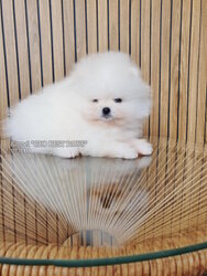 Small white Pomeranian female puppy with a charming face and fluffy coat