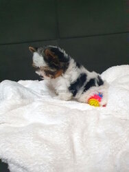 Pedigree Biewer Terrier female puppy