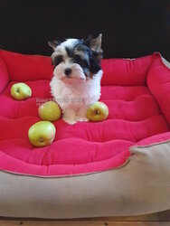 Biewer Terrier puppy on a pink dog bed
