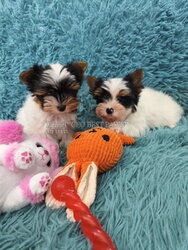Biewer Terrier ლეკვი დოკუმენტებით და ჩიპით