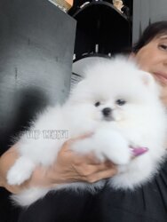 У нас можно купить шпица в Батуми и Тбилиси белого мини малыша.